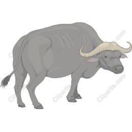 Water Buffalo