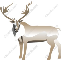 Majestic Reindeer