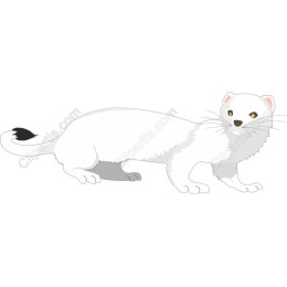 Charming White Weasel