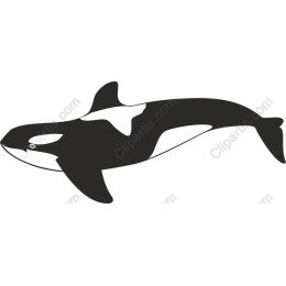 Orca - Killer Whale