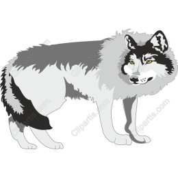 Gray Wolf