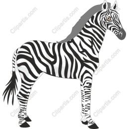 Majestic Zebra