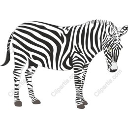 Elegant Zebra