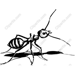 Ants