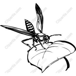 Wasp on Leaf