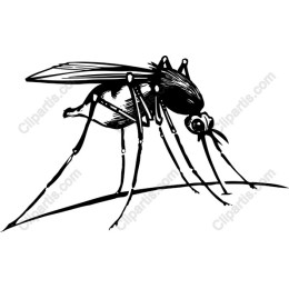 Intricate Mosquito