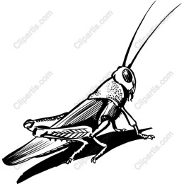 Detailed Grasshopper