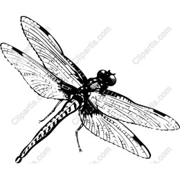 Intricate Dragonfly