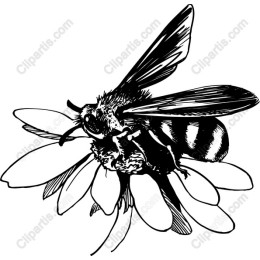 Bee on Flower