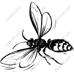 Elegant Bee