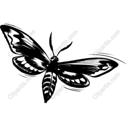 Elegant Butterfly