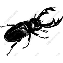 Majestic Stag Beetle