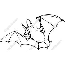 Playful Bat
