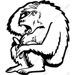 Bewildered Baboon
