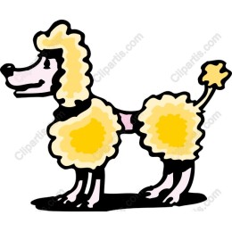 Playful Poodle