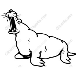 Majestic Walrus