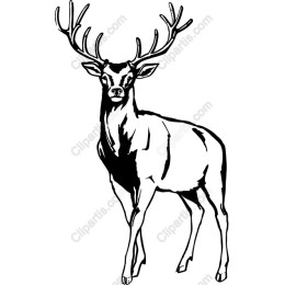 Majestic Deer