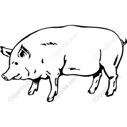 Charming Pig