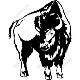 Majestic Buffalo