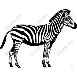 Zebra - Striking Black and White