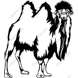 Majestic Camel