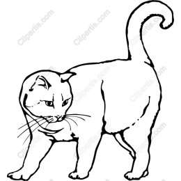Playful Cat