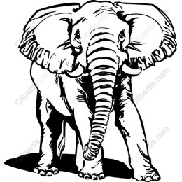 Majestic Elephant