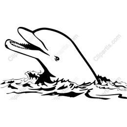 Majestic Dolphin