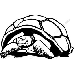 Tortoise