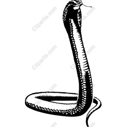 Cobra - Black and White