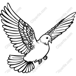 Elegant Flying Bird