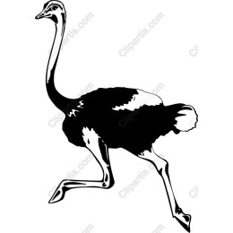 Majestic Ostrich Running