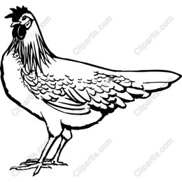 Majestic Rooster