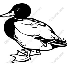 Charming Duck