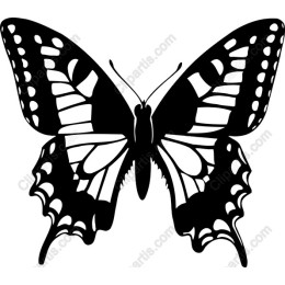Elegant Butterfly