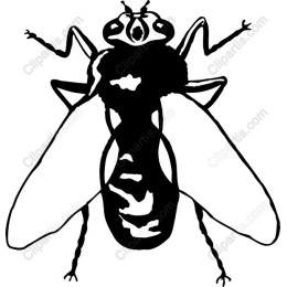 Elegant Fly