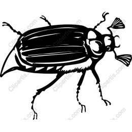 Beetle Graphic