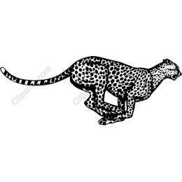 Cheetah in Motion