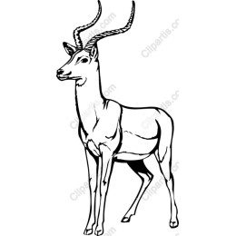 Elegant Gazelle