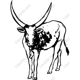 Longhorn Cow Hand-Drawn