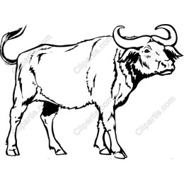 Water Buffalo