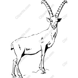 Antelope