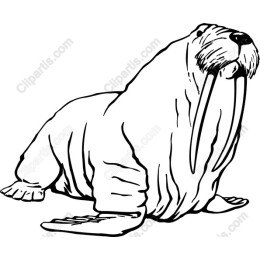 Charming Walrus