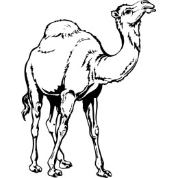 Camel Art