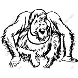Charming Orangutan