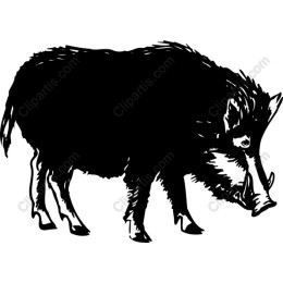 Wild Boar