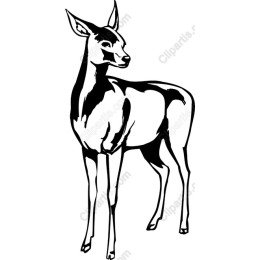 Elegant Deer