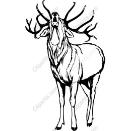 Majestic Stag