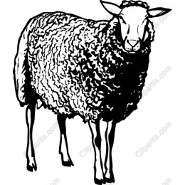 Fluffy Sheep