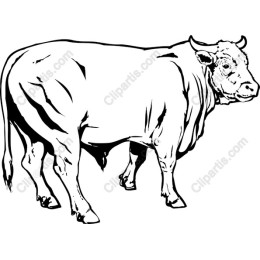 Majestic Cow